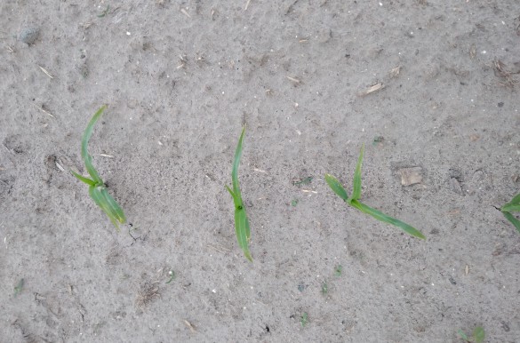 Szkody przymrozkowe w uprawie kukurydzy w fazach 2-3 liścia (BBCH 12-14)