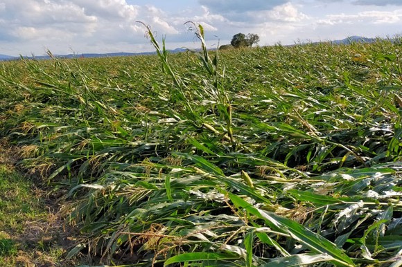 Pochylenie kukurydzy na poziomie 70%