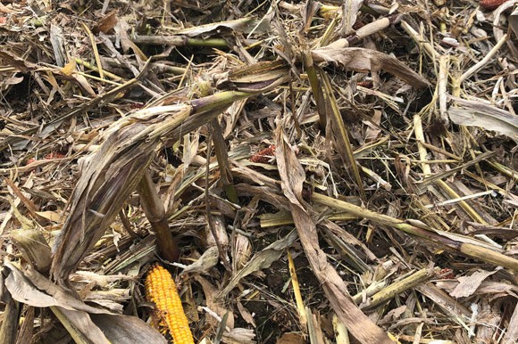 Uszkodzona kukurydza: Ściernisko po kukurydzy z widocznymi kolbami na ziemi.