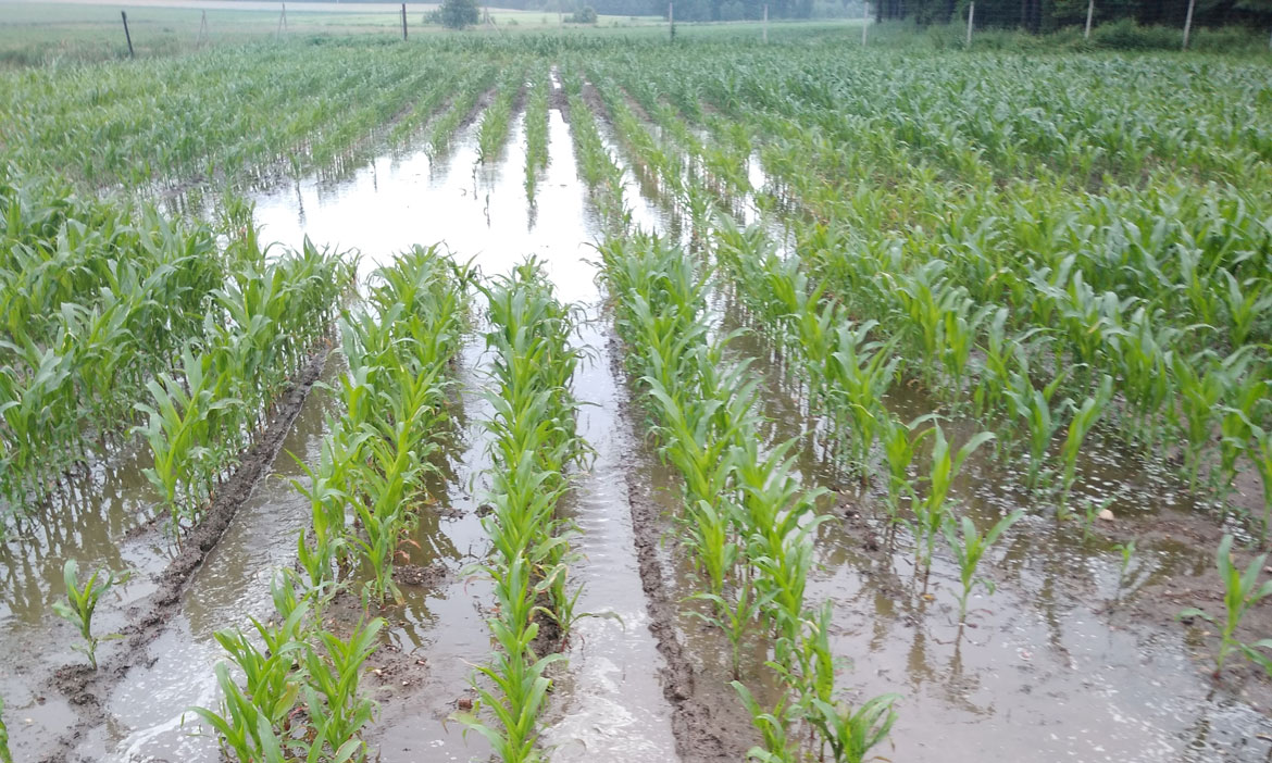 deszcz nawalny skutki w kukurydzy
