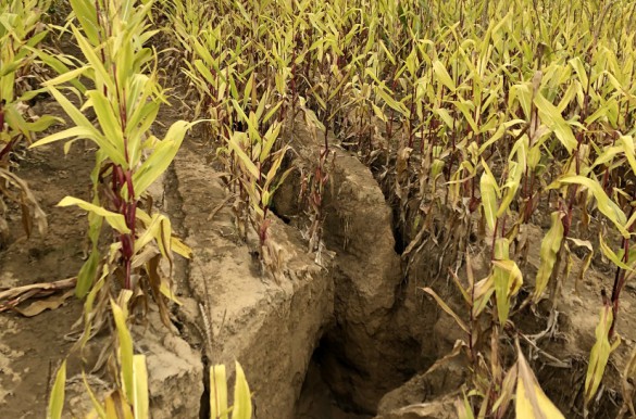 erozja wodna szkoda w kukurydzy