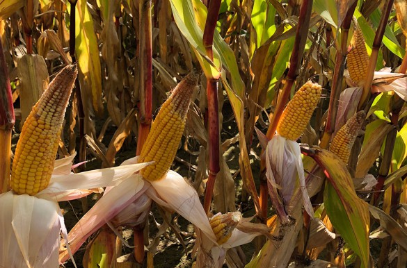 Szkody spowodowane deszczem nawalnym we wczesnych etapach rozwoju kukurydzy – oględziny końcowe