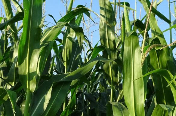 Jak dobrze ubezpieczyć kukurydzę?