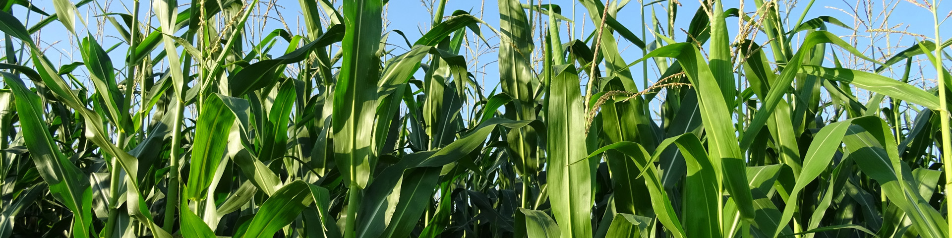 ubezpieczenie kukurydzy